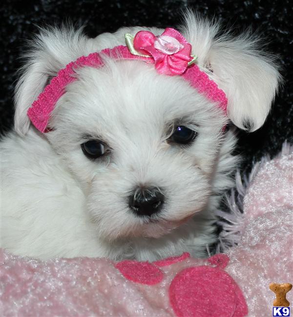 Maltese Puppies