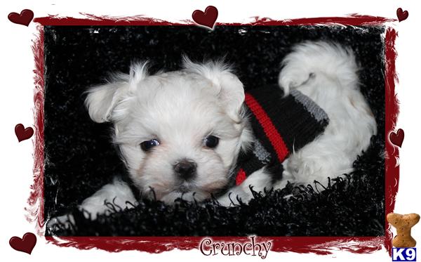 Maltese Puppies