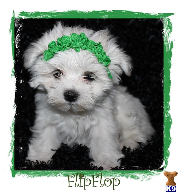 Maltese Puppies