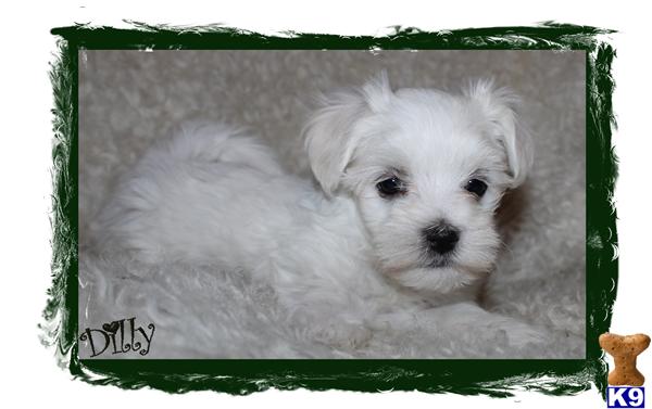 Maltese Puppies