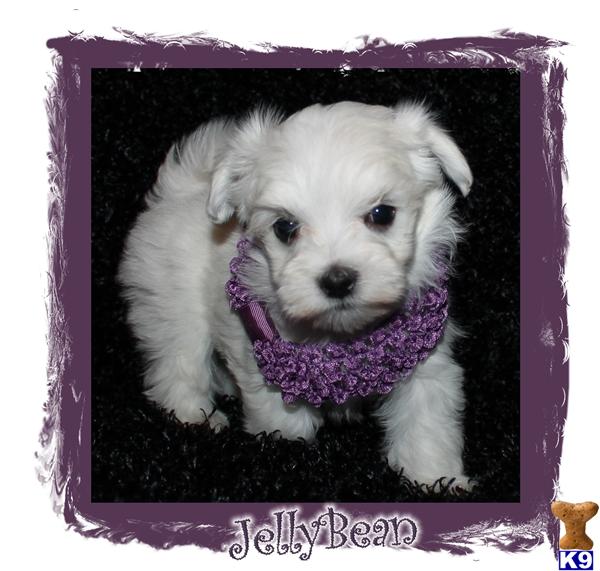Maltese Puppies