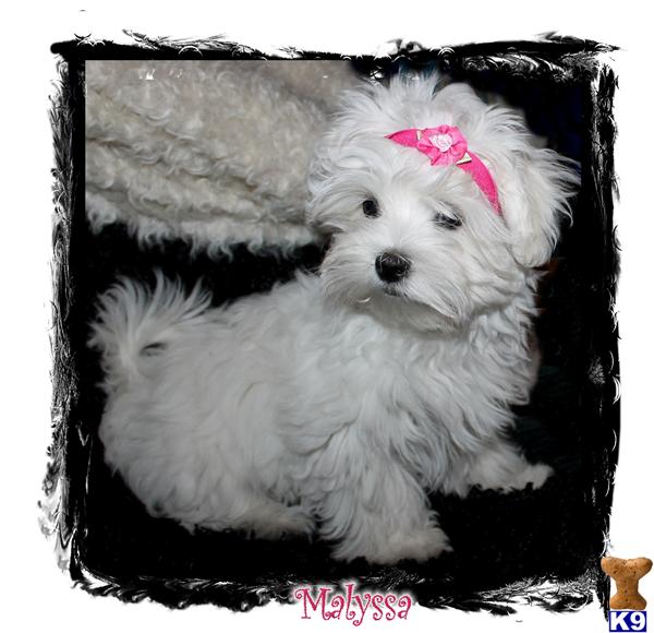 Maltese Puppies