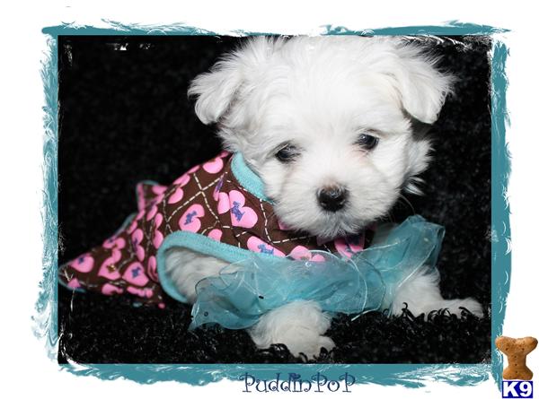 Maltese Puppies