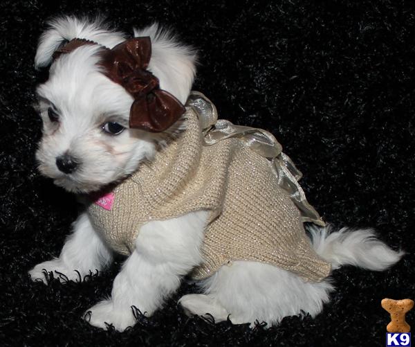 Maltese Puppies