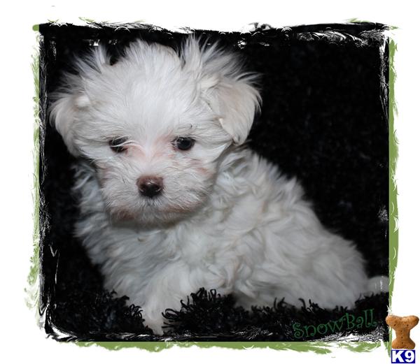Maltese Puppies