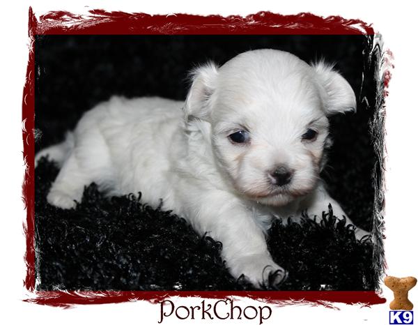 Puppies in SPRINGFIELD