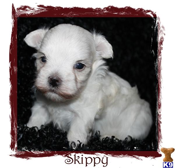 Puppies in SPRINGFIELD