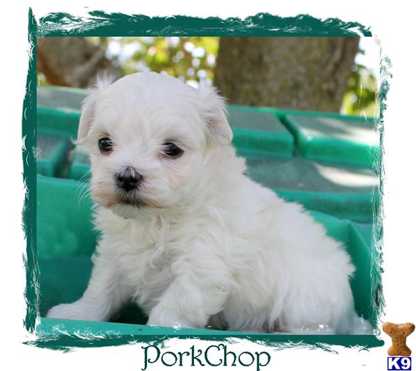 Puppies in SPRINGFIELD