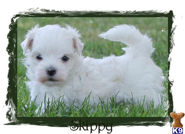 Puppies in SPRINGFIELD
