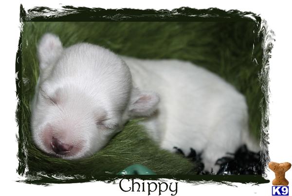 Puppies in SPRINGFIELD