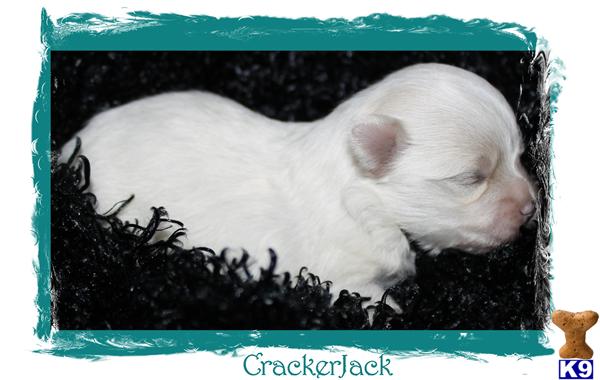 Puppies in SPRINGFIELD
