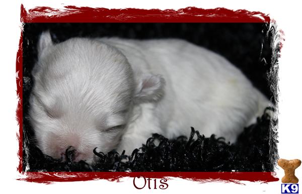 Puppies in SPRINGFIELD