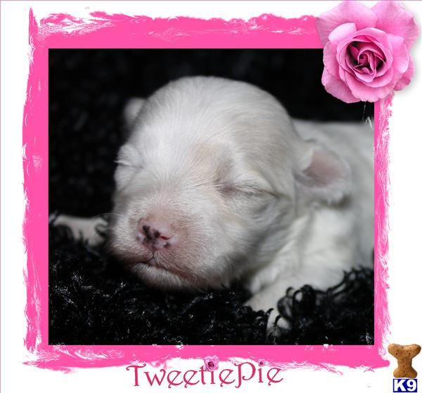 Puppies in SPRINGFIELD