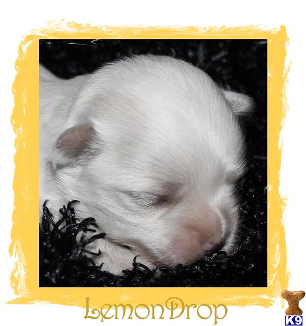 Puppies in SPRINGFIELD