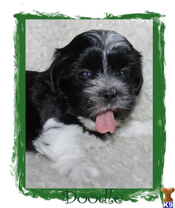 Maltipoo Puppies