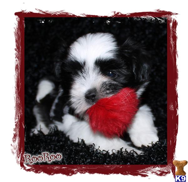 Maltipoo Puppies