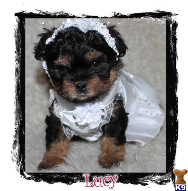 Mixed Breed Puppies