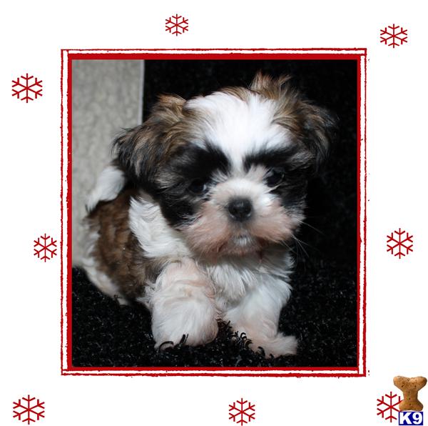 Shih+tzu+puppies+for+adoption+in+maryland