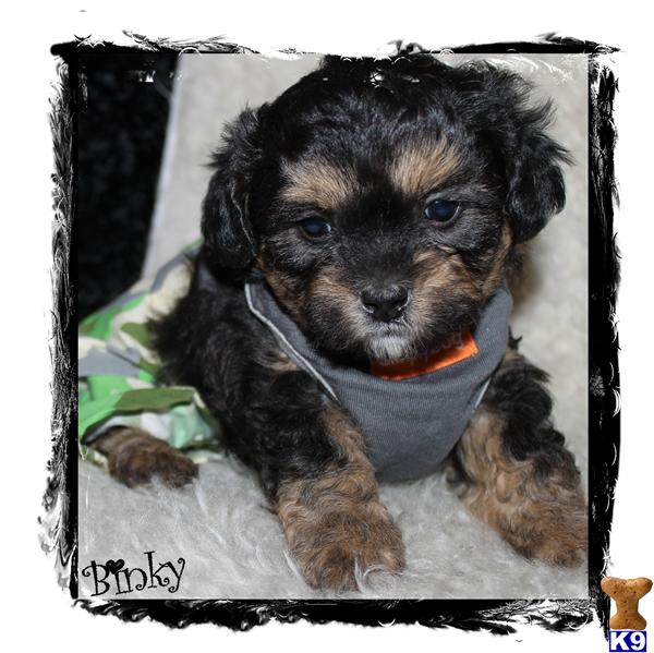 Shih Tzu Puppies