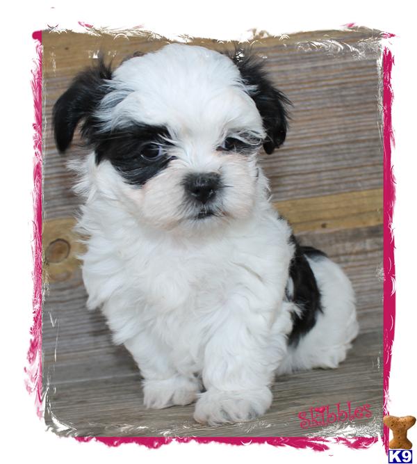 Shih Tzu Puppies