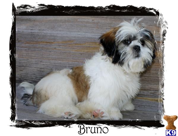Shih Tzu Puppies