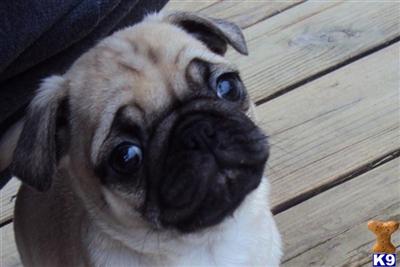 Puppies in WA