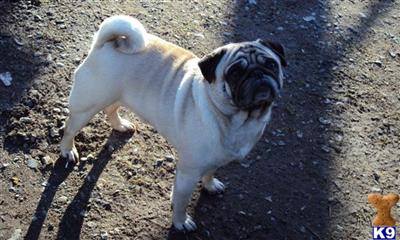 Stud Dogs - Pug