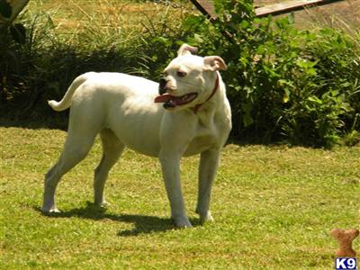 Dogs for Sale in IL