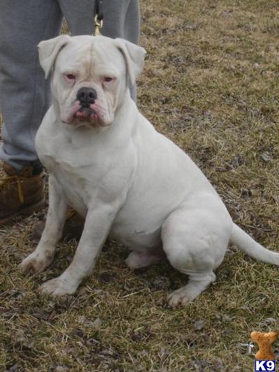 Dogs for Sale in IL