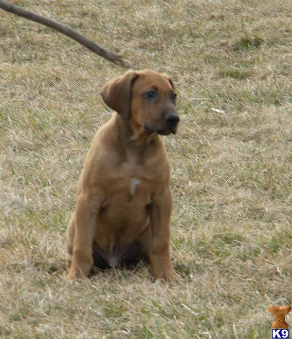 Puppies in IL