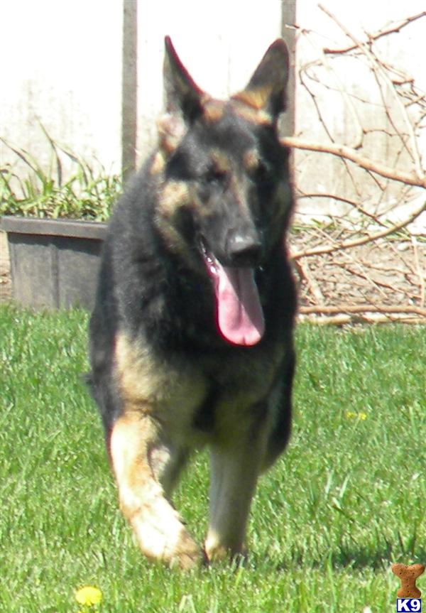 black german shepherd puppies illinois document moved black german shepherd puppies illinois document moved