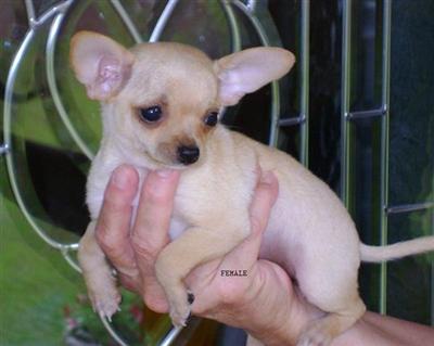 Puppies in NC