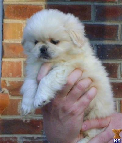Puppies in NC