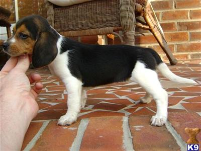Puppies in NC
