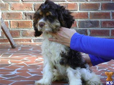 Puppies in NC