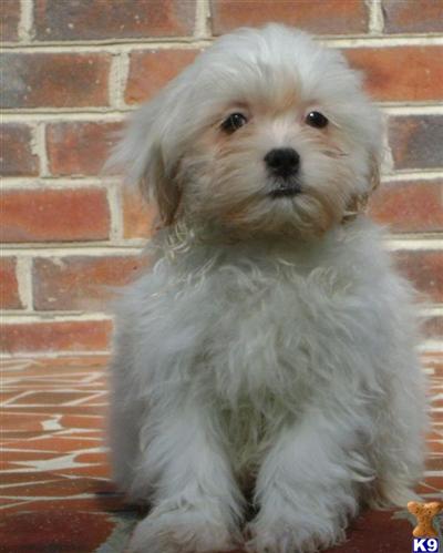 Puppies in NC