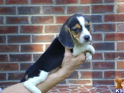 Puppies in NC