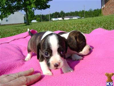 Puppies in NC