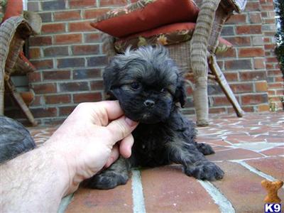 Puppies in NC