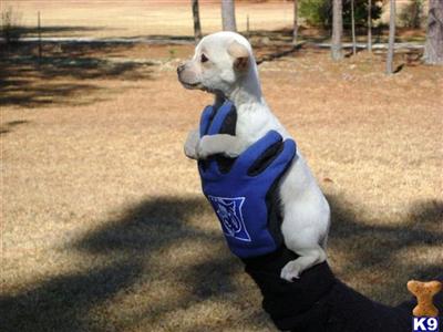 Puppies in NC