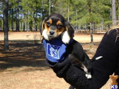 Beagle Puppies for Sale