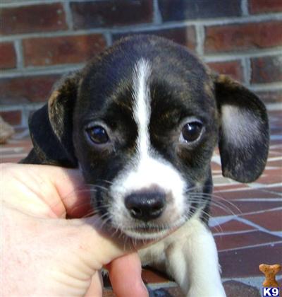 Puppies in NC