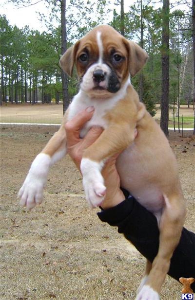 Puppies in NC
