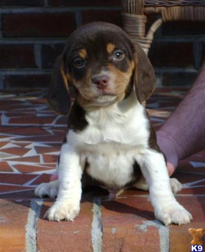 Puppies in NC