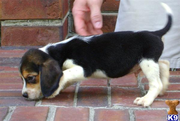 Beagle Puppies for Sale