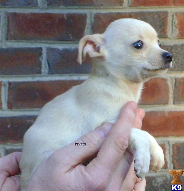 long haired chihuahua puppies for sale in nc. Teacup Chihuahua Puppies NC
