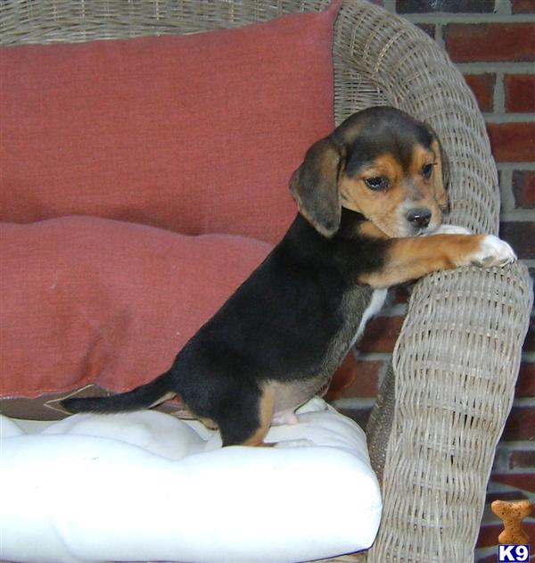 Beagle Puppies