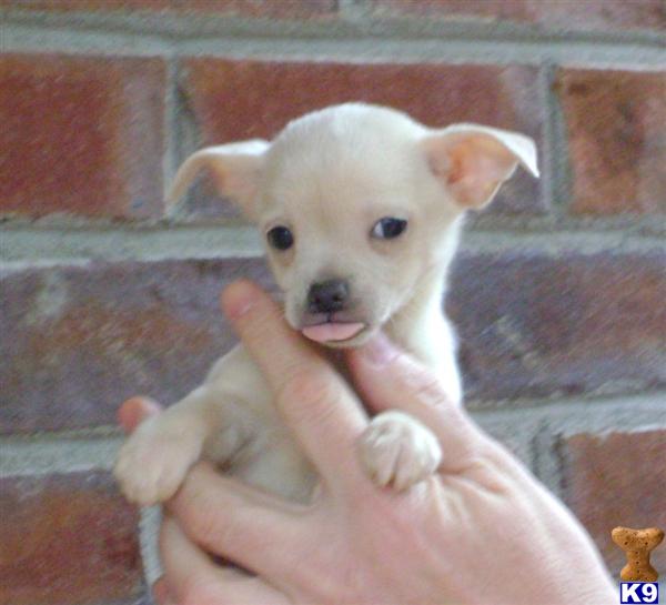 white long haired chihuahua puppies. long haired chihuahua puppies