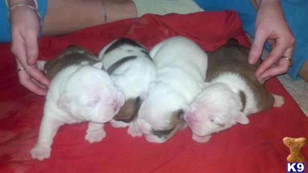 Puppies in NC