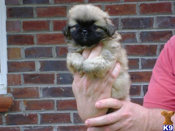 Pekingese Puppies